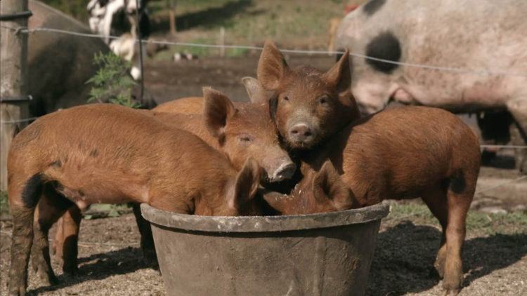 World’s 50 Best – Canadian Wine